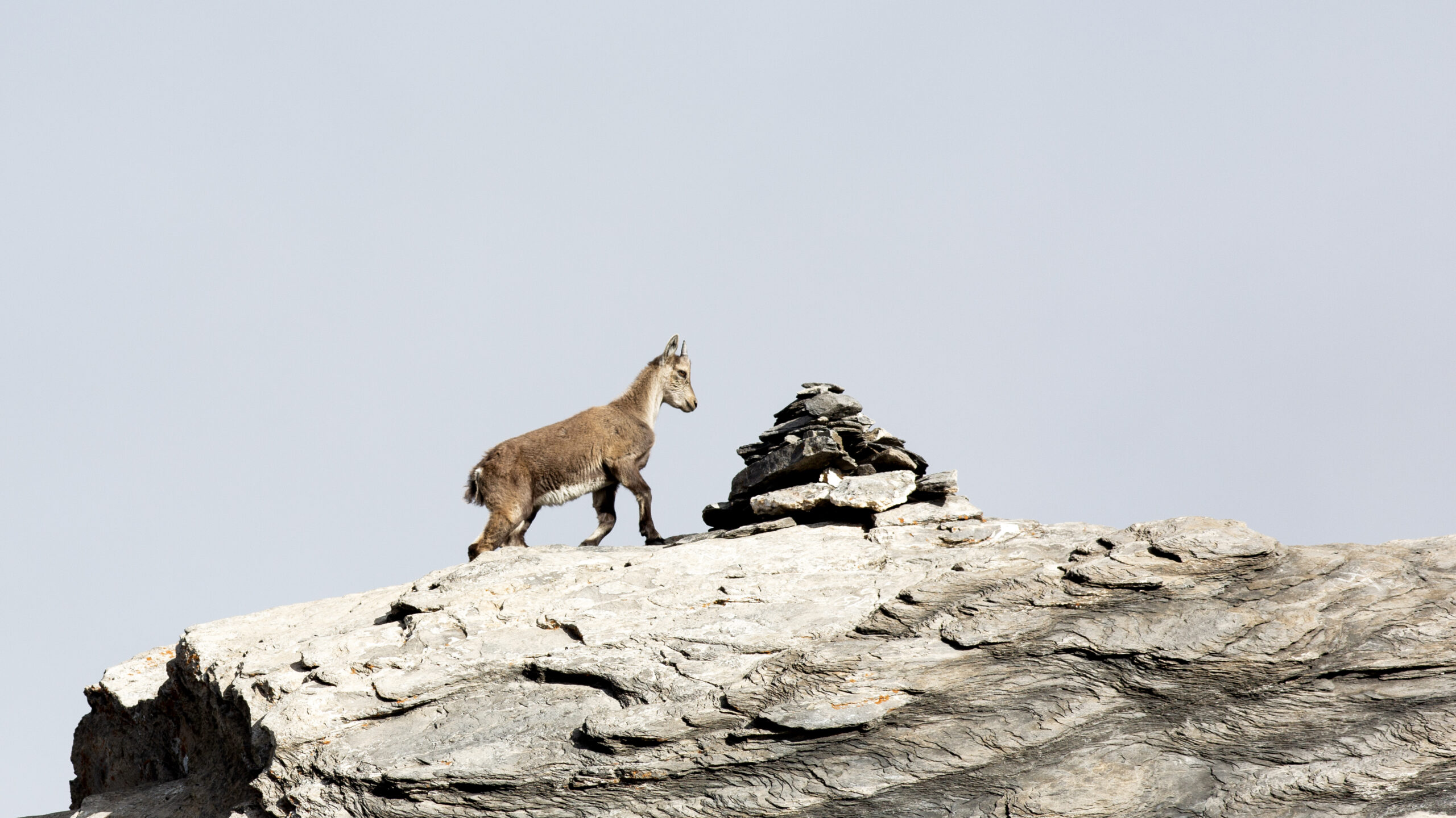 baby cairn