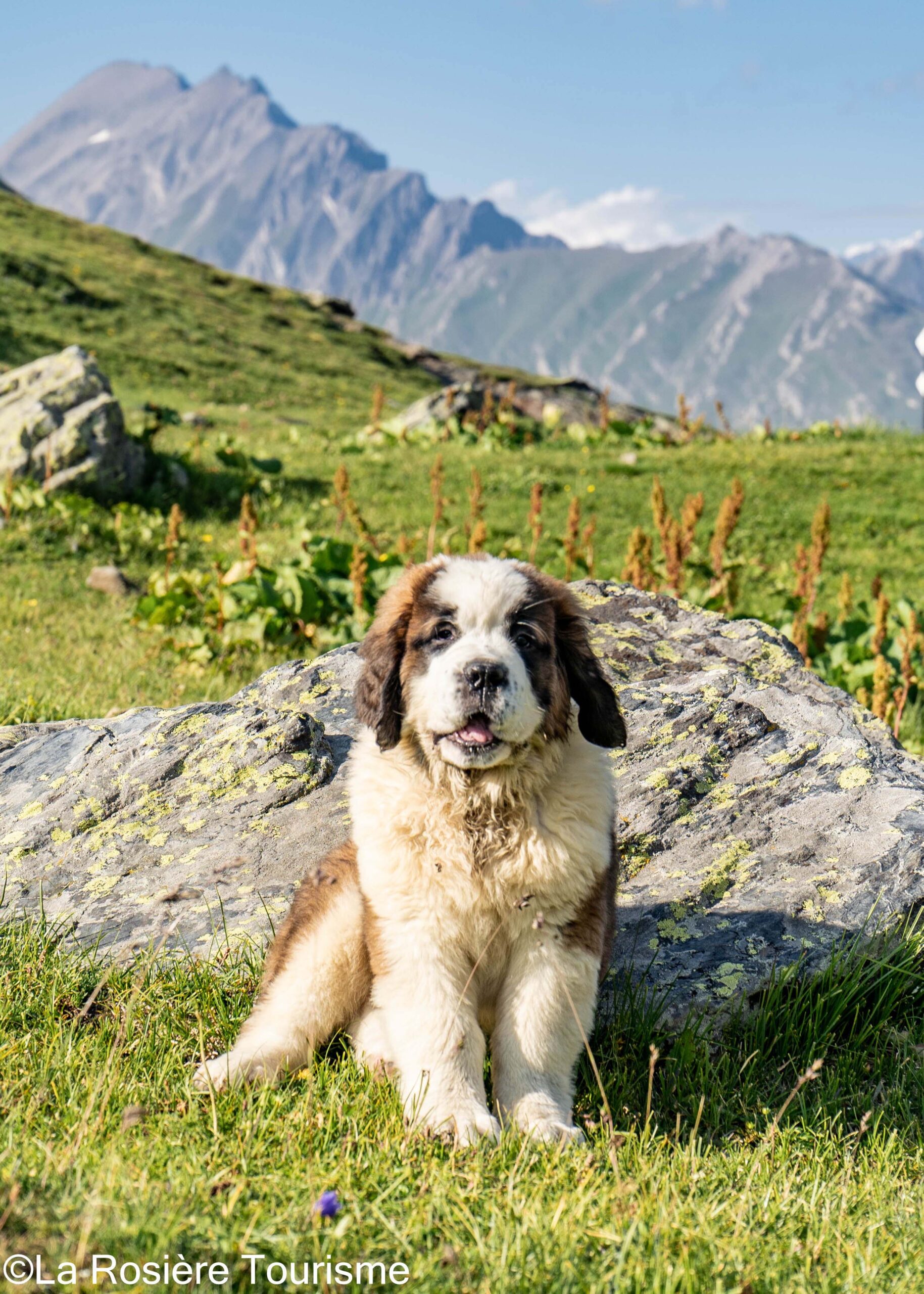 snow saint bernard