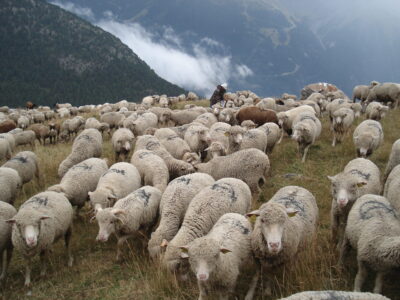Moutons en alpage