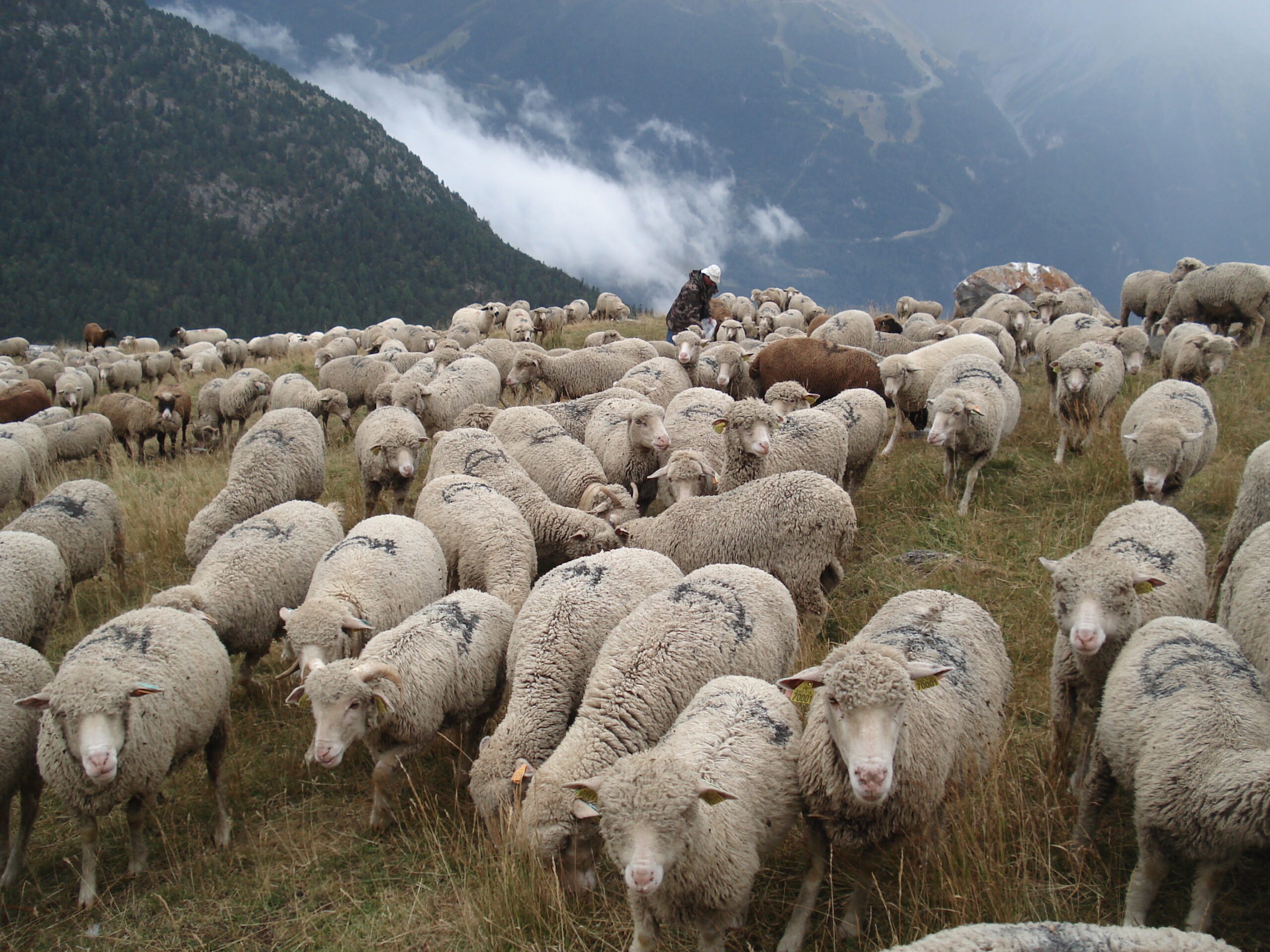 Moutons en alpage
