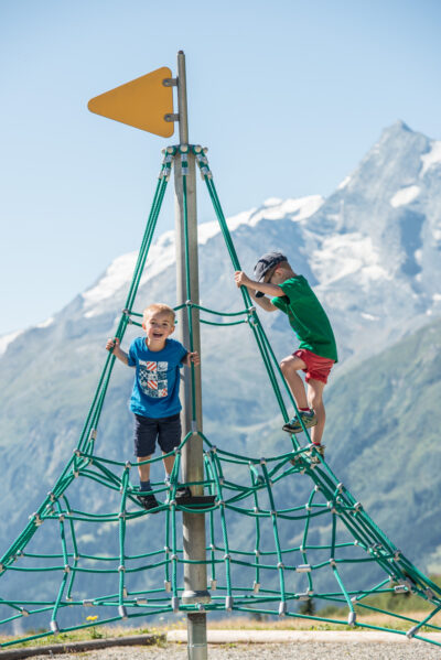 Les petits Saint Bernard au défi